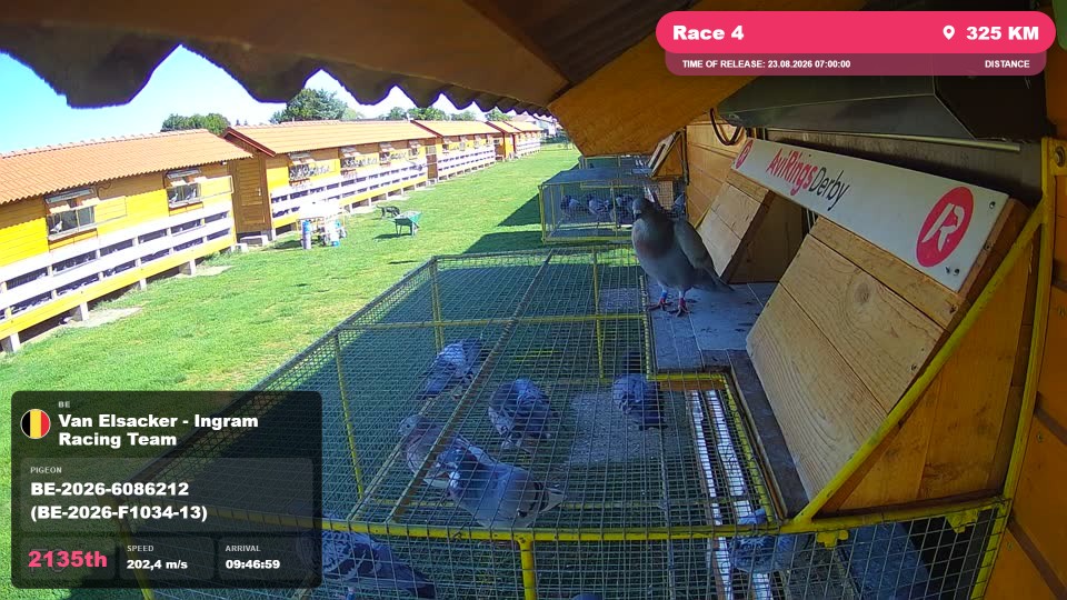 Pigeon Arrival Image For Race Race 4