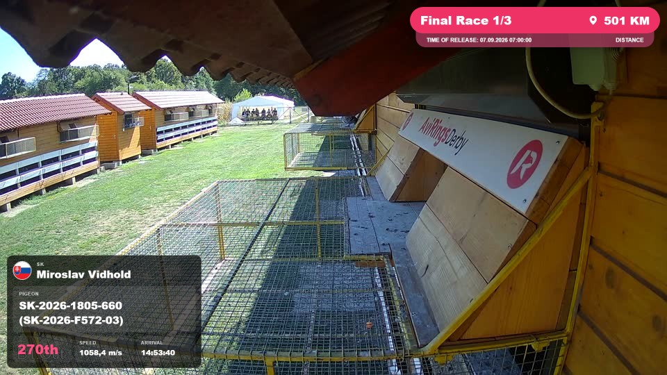 Pigeon Arrival Image For Race Final Race 1/3