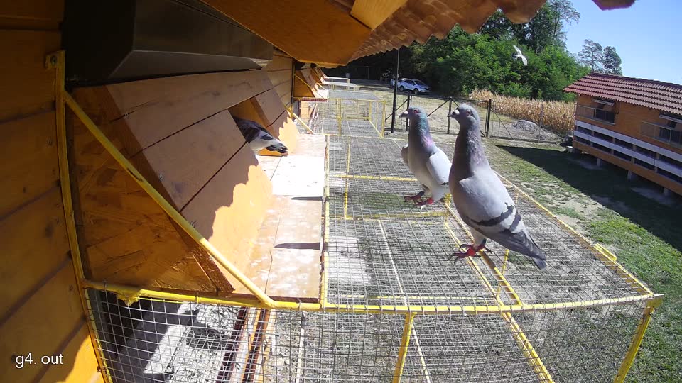 Pigeon Arrival Image For Race Race 3