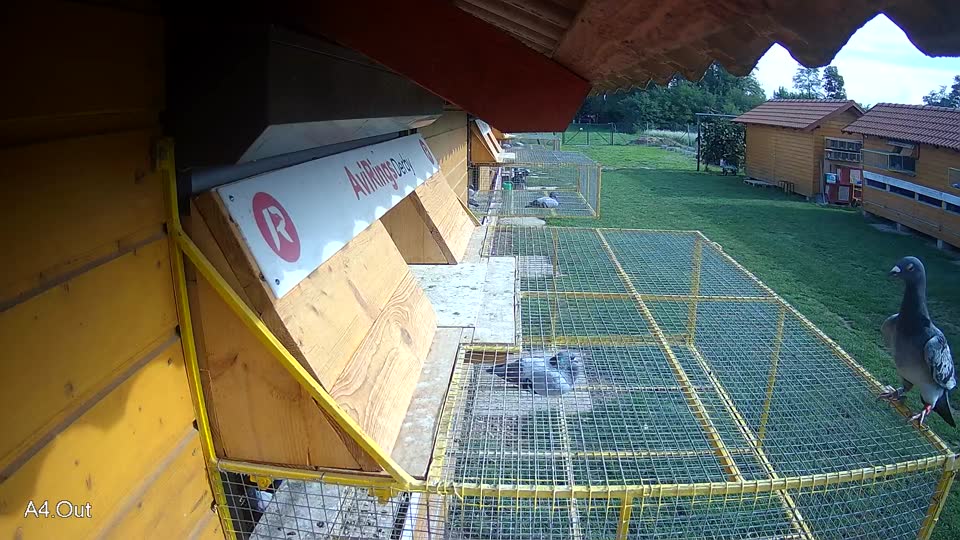 Pigeon Arrival Image For Race Final race 1