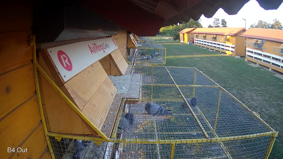Pigeon Arrival Image For Race Race 5