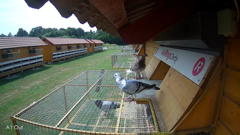 Pigeon Arrival Image For Race Race 3