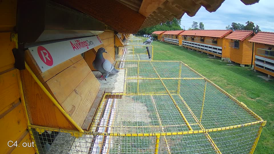 Pigeon Arrival Image For Race Race 4