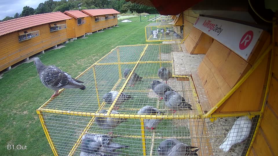 Pigeon Arrival Image For Race Race 6