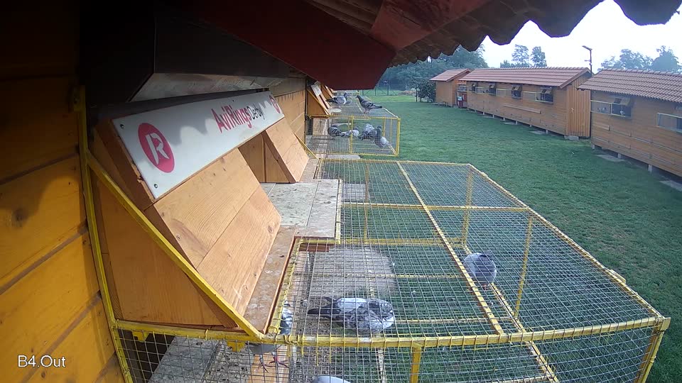Pigeon Arrival Image For Race Final race 1
