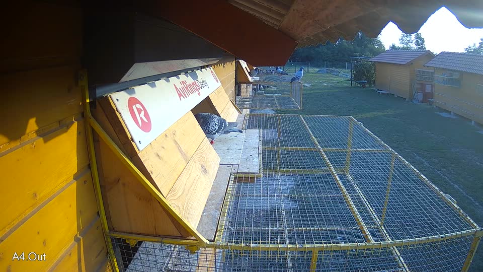 Pigeon Arrival Image For Race Race 4