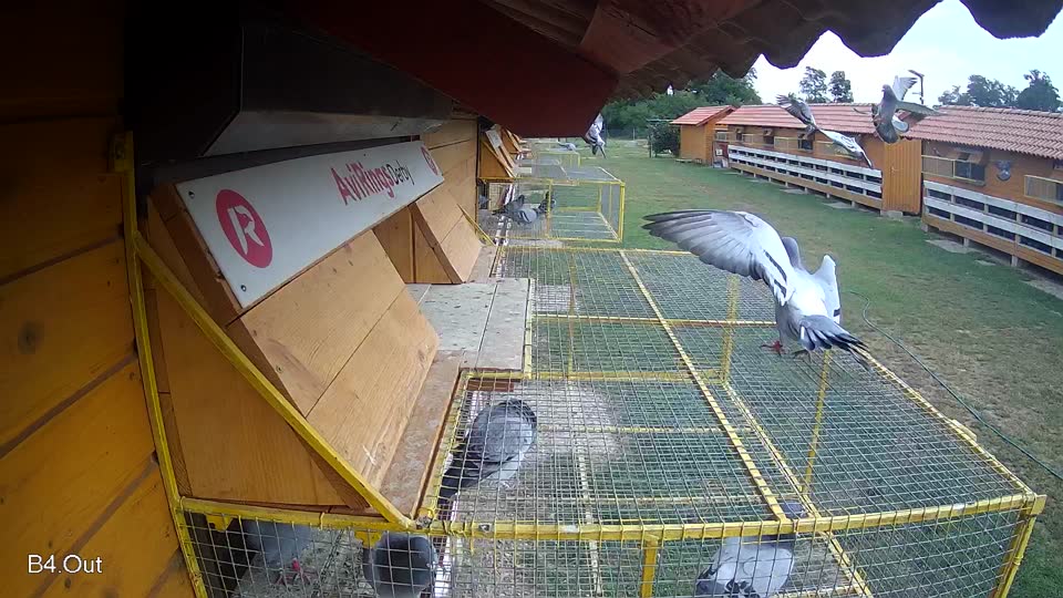 Pigeon Arrival Image For Race Race 3
