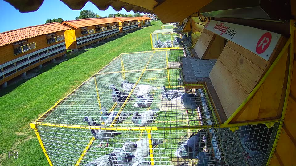 Pigeon Arrival Image For Race Race 2