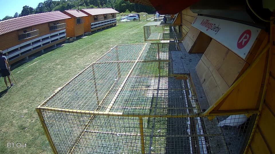 Pigeon Arrival Image For Race Race 5