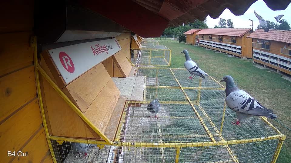 Pigeon Arrival Image For Race Race 3