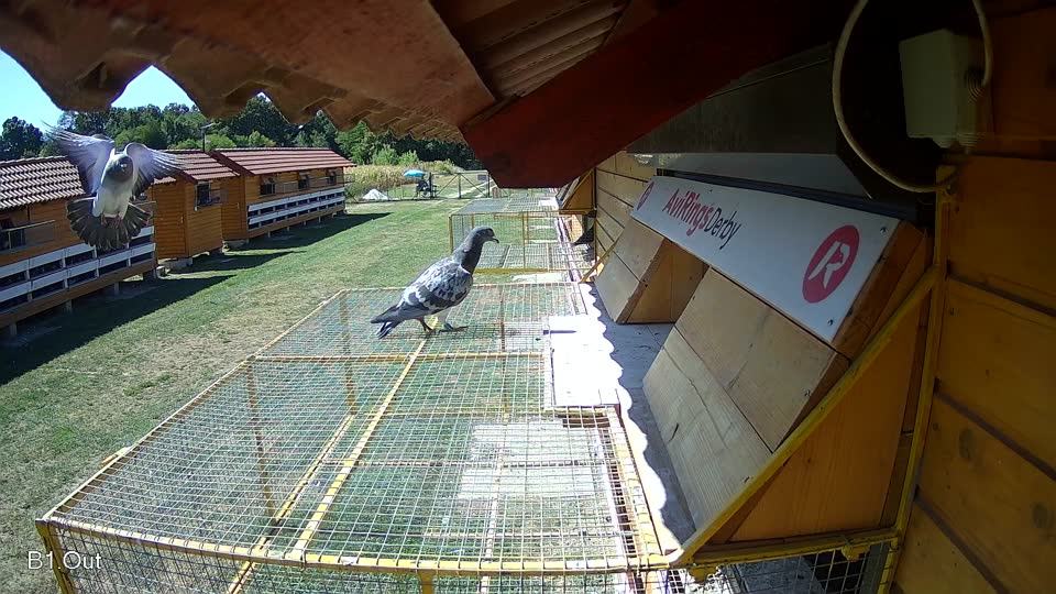 Pigeon Arrival Image For Race Race 3