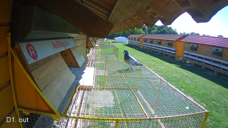 Pigeon Arrival Image For Race Final Race 1/3