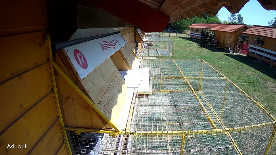 Pigeon Arrival Image For Race Race 2