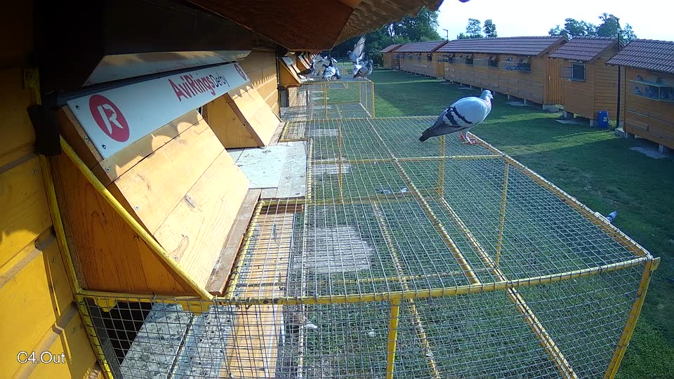 Pigeon Arrival Image For Race Race 4