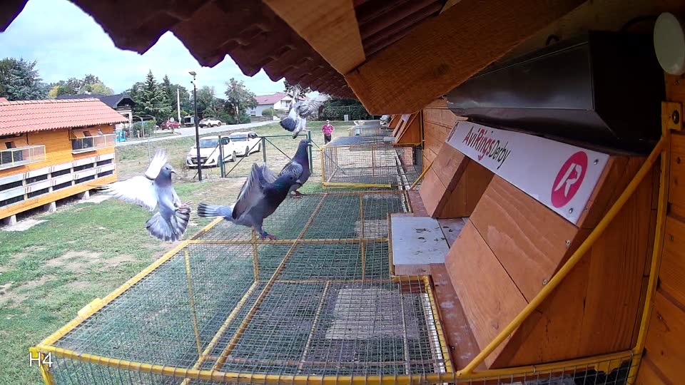 Pigeon Arrival Image For Race Race 4