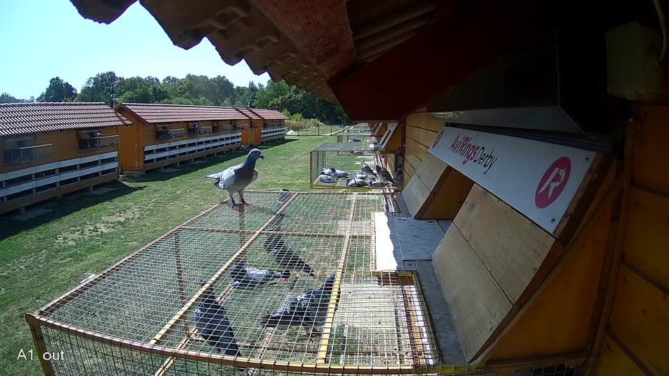 Pigeon Arrival Image For Race Race 5