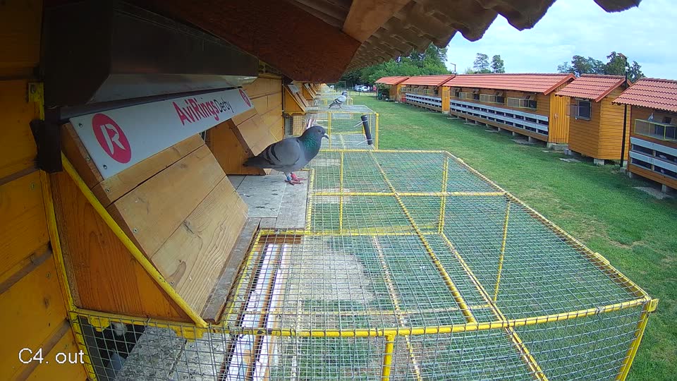 Pigeon Arrival Image For Race Race 4