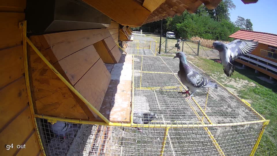 Pigeon Arrival Image For Race Race 2
