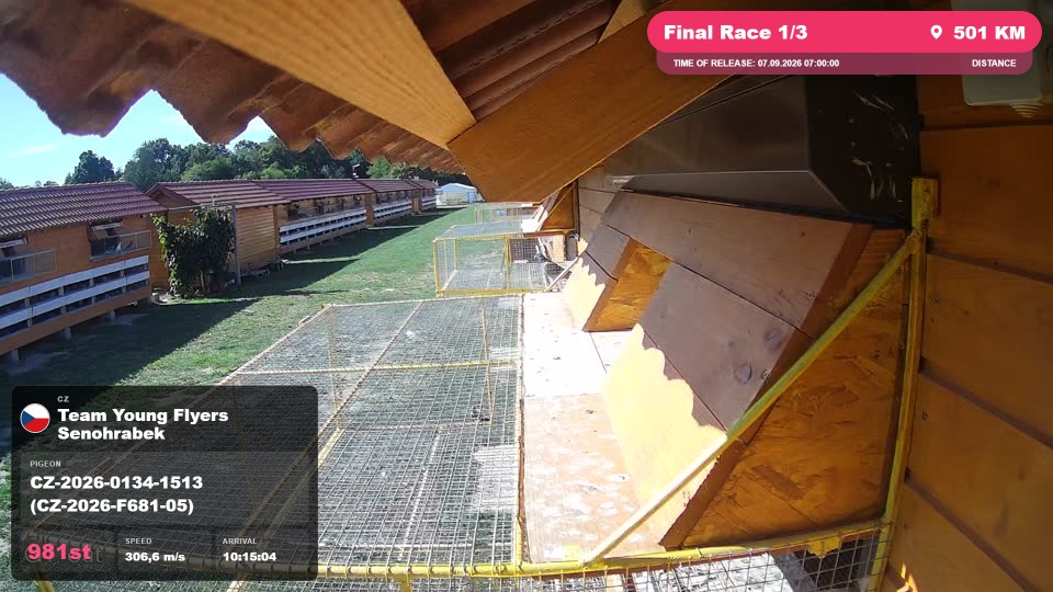 Pigeon Arrival Image For Race Final Race 1/3