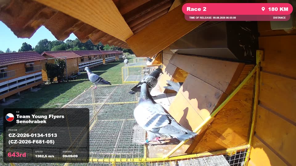 Pigeon Arrival Image For Race Race 2