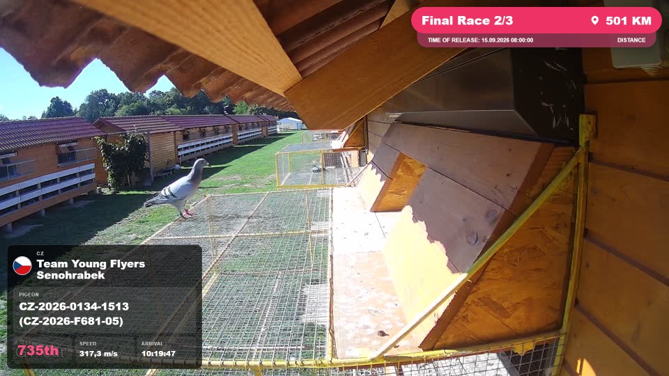 Pigeon Arrival Image For Race Final Race 2/3