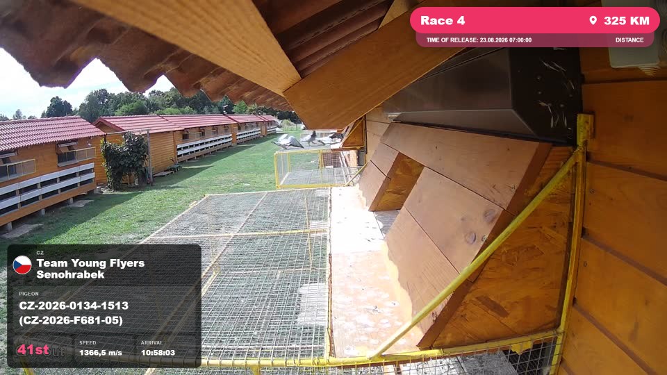 Pigeon Arrival Image For Race Race 4