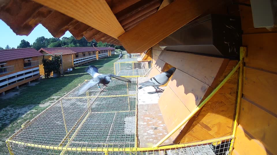 Pigeon Arrival Image For Race Race 1