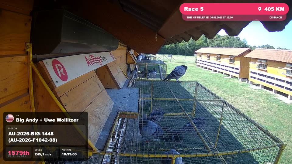 Pigeon Arrival Image For Race Race 5