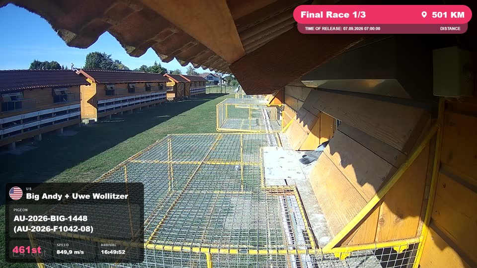 Pigeon Arrival Image For Race Final Race 1/3