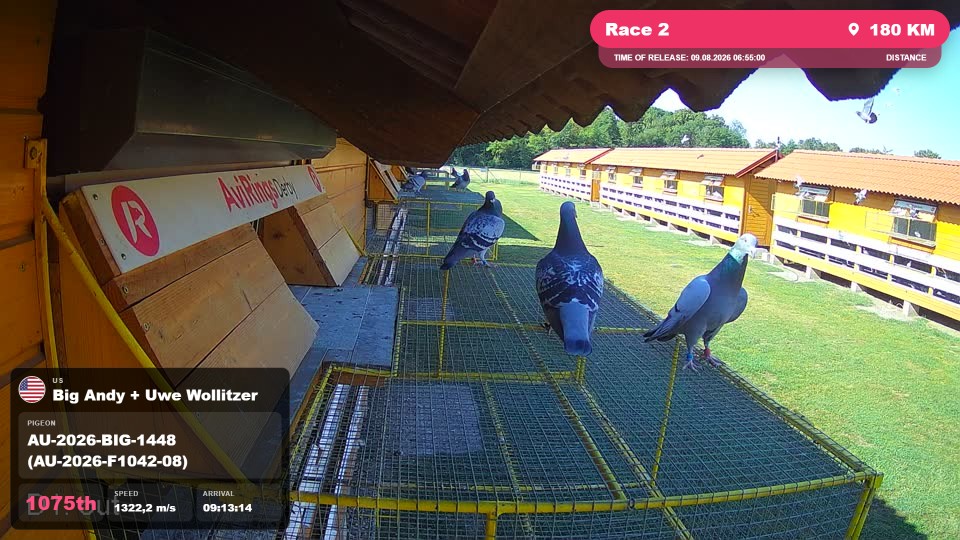 Pigeon Arrival Image For Race Race 2