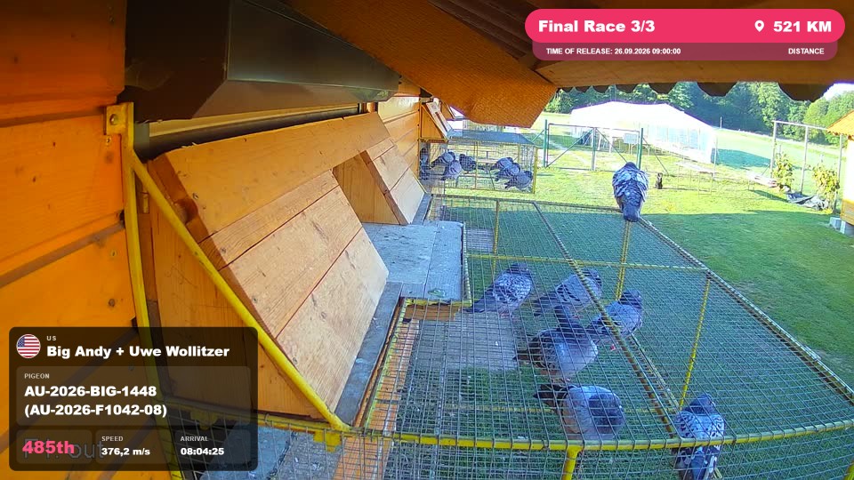 Pigeon Arrival Image For Race Final Race 3/3
