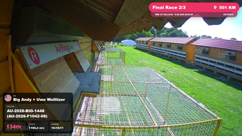 Pigeon Arrival Image For Race Final Race 2/3