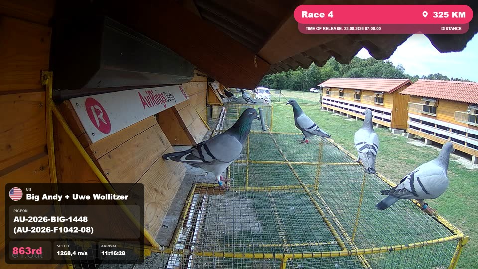 Pigeon Arrival Image For Race Race 4