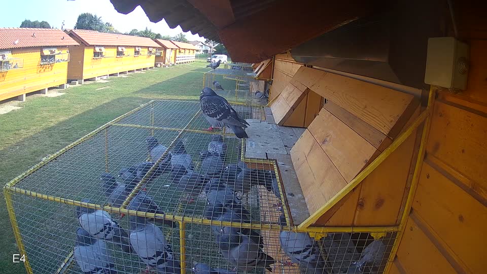 Pigeon Arrival Image For Race Race 4