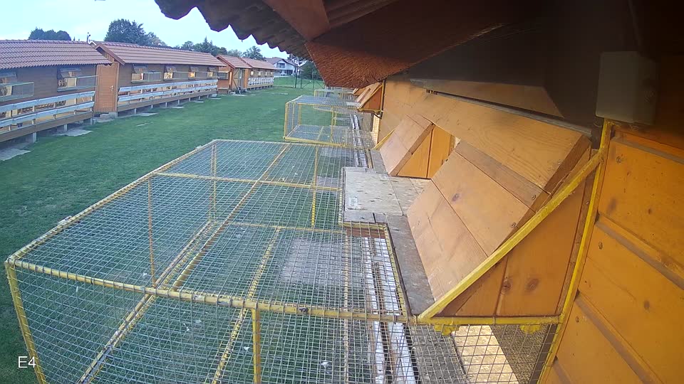 Pigeon Arrival Image For Race Final race 3
