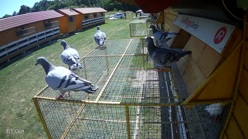 Pigeon Arrival Image For Race Race 5