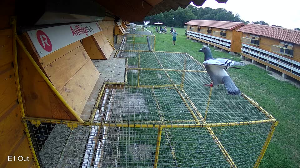 Pigeon Arrival Image For Race Race 6
