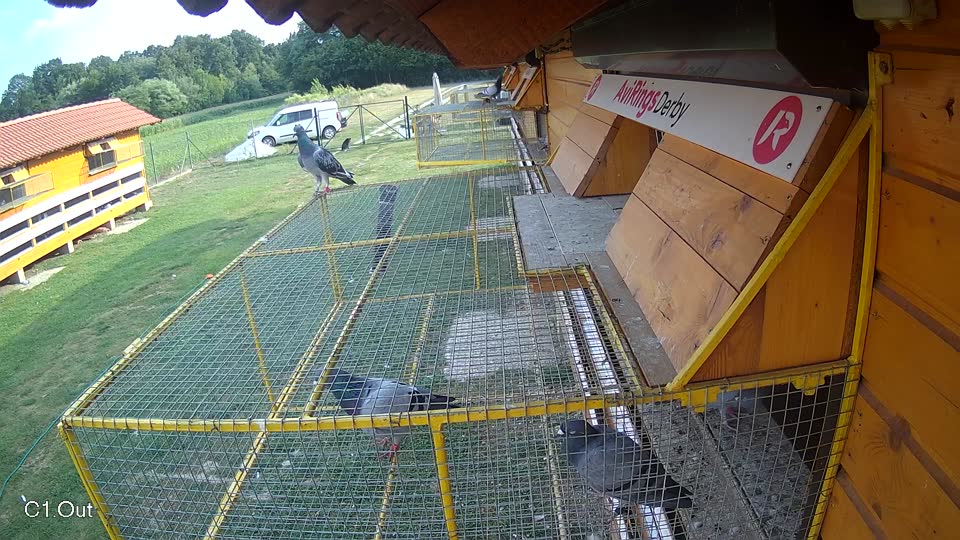 Pigeon Arrival Image For Race Race 4