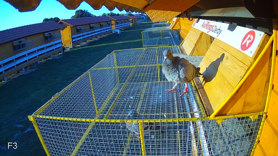 Pigeon Arrival Image For Race Race 5