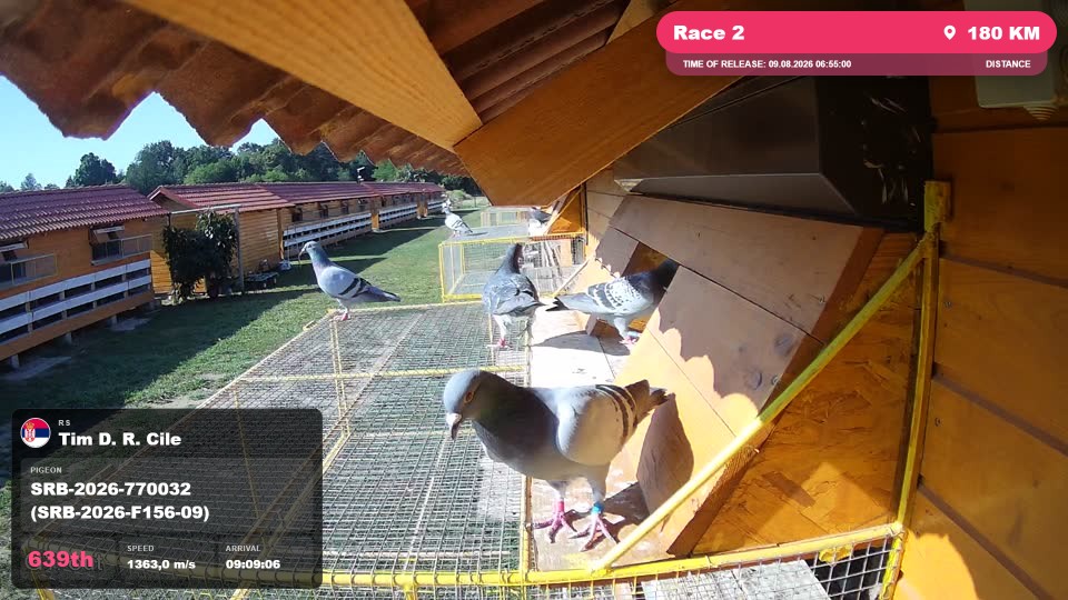 Pigeon Arrival Image For Race Race 2