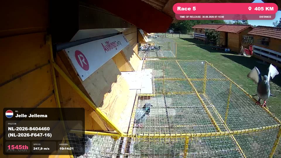 Pigeon Arrival Image For Race Race 5