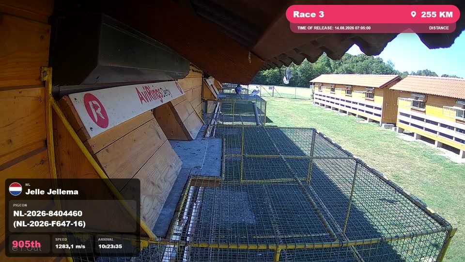 Pigeon Arrival Image For Race Race 3