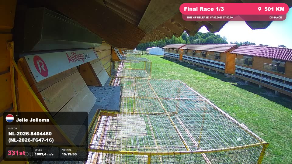 Pigeon Arrival Image For Race Final Race 1/3