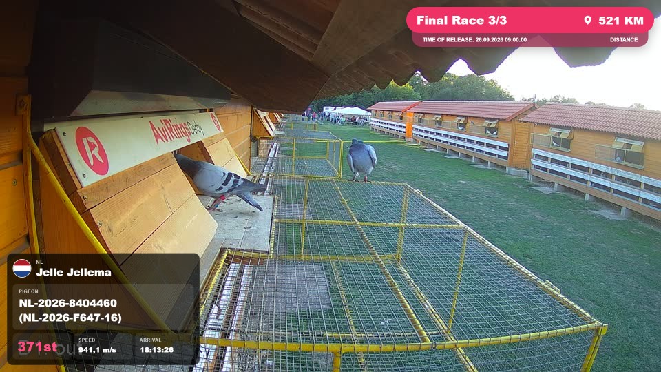 Pigeon Arrival Image For Race Final Race 3/3