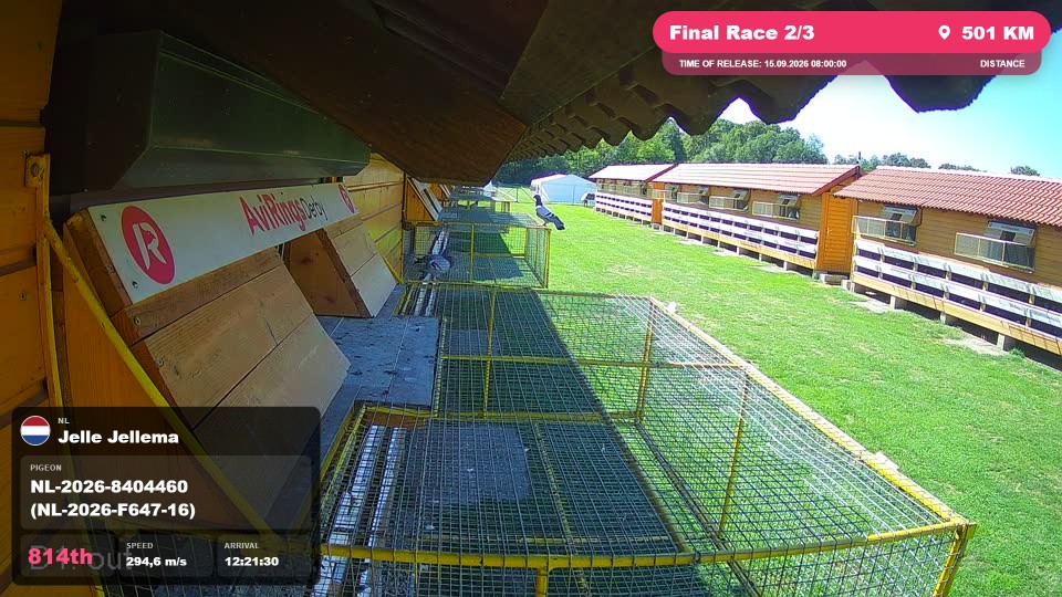 Pigeon Arrival Image For Race Final Race 2/3