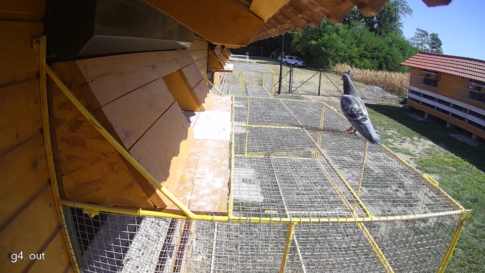 Pigeon Arrival Image For Race Race 3