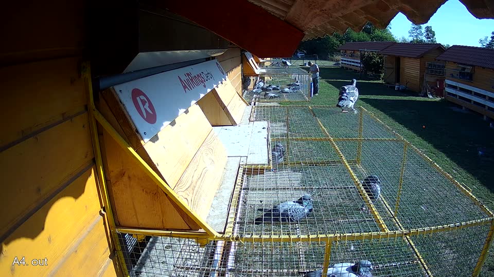 Pigeon Arrival Image For Race Race 5