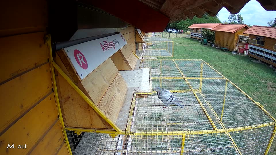 Pigeon Arrival Image For Race Race 4