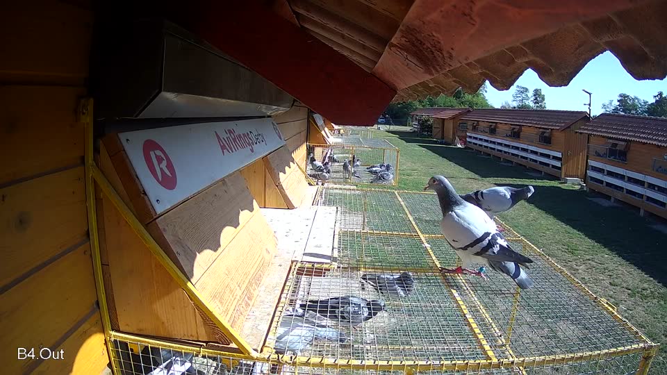 Pigeon Arrival Image For Race Race 5