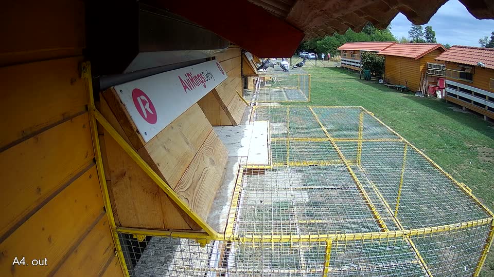 Pigeon Arrival Image For Race Race 4